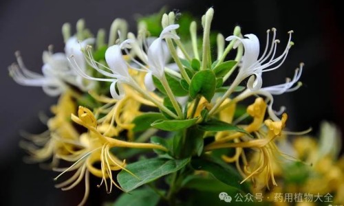权威方得人心的意思平台,分享专业人体结构几何体速写知识_咳痰净滴丸图片网